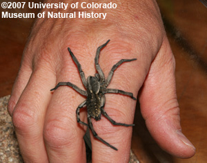 Photo of wolf spider on human hand