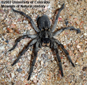 Photo of male wolf spider