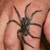 Thumbnail image of wolf spider