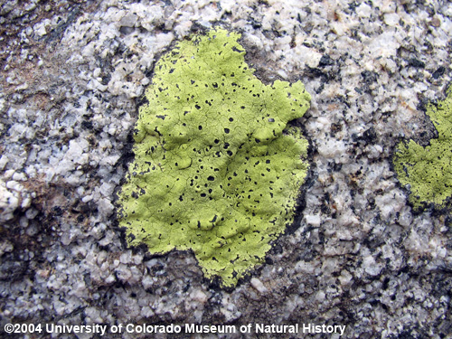 image of Lichen