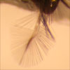 Thumbnail image of featherwing beetle