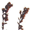 Thumbnail image of pinesap herbarium sheet