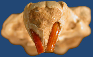 Photo of Ischyromys specimen
