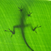 Lizard on a leaf