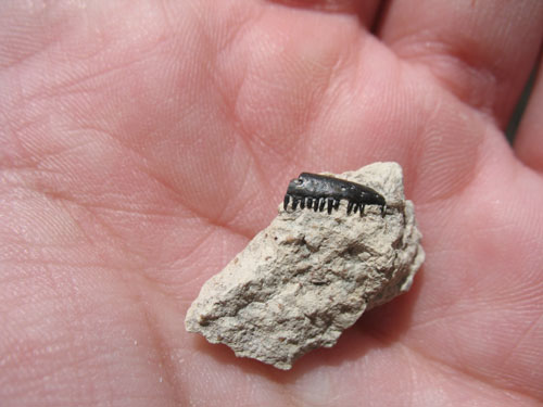 Photo of fossil lizard jaw