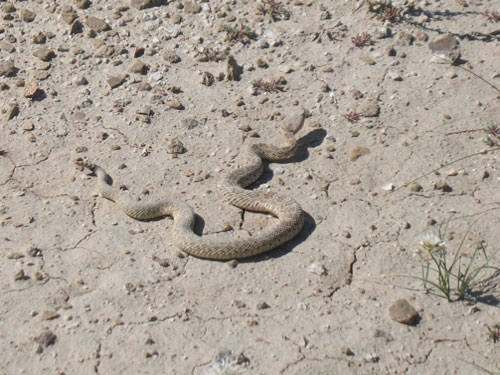 Photo of rattlesnake