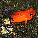 Image of a tropical frog