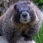 Image of live marmot