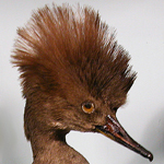 Image of taxidermied merganser specimen
