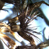 Thumbnail image of knapweed seeds