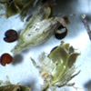 Thumbnail image of baby's breath seeds
