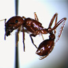 Thumbnail image of harvester ant specimen