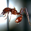 Thumbnail image of harvester ant