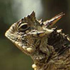 Thumbnail image of horned lizard