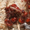 Thumbnail image of harvester ant mating ball