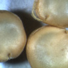 Thumbnail image of tree cholla seeds