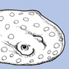 Thumbnail image of artist's reconstruction of a freshwater ray