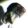 Thumbnail image of ray tooth