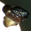 Thumbnail image of freshwater ray tooth