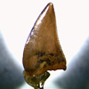 Thumbnail image of Ricardoestesia tooth