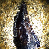 Thumbnail image of Saurornitholestes