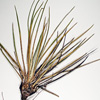 Thumbnail image of yucca herbarium sheet