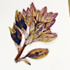 Thumbnail image of yucca herbarium sheet