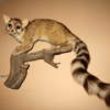 Photo of a ringtailed cat