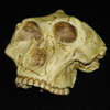 Image of hominid skull
