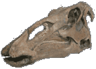 Photo of hadrosaur skull fossil