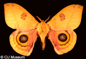 Picture of Automeris io