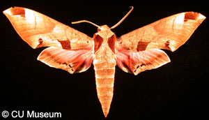 Picture of Eumorpha achemon