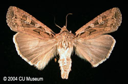 Picture of adult Euxoa auxiliaris