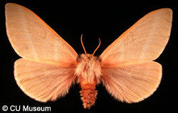 Picture of Hemileuca oliviae