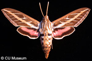 Picture of Hyles lineata