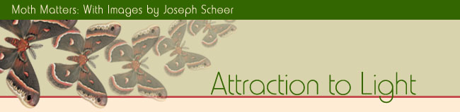 Moth Matters Exhibit - Attraction to Light