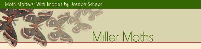 Moth Matters Exhibit - Miller Moths