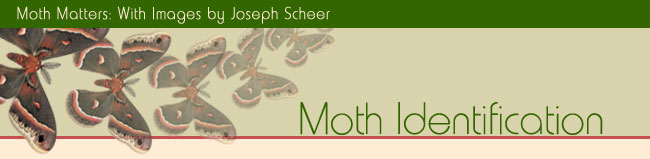 Moth Matters Exhibit - Moth Identification