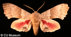 Picture of Pachysphinx modesta