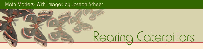 Moth Matters Exhibit - Rearing Caterpillars