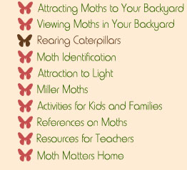 Moth Matters Exhibit Navigational Menu