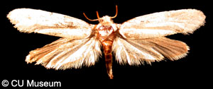 Picture of Tegeticula yuccasella