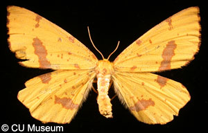 Picture of Xanthotype sp.