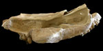 Image of a brontothere skull