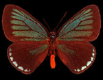 Image of Florida Atala