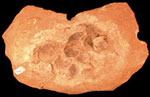 Image of a crocodilian egg shells