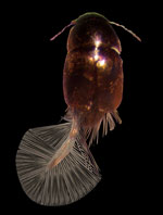 Image of a featherwing beetle