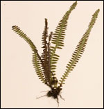 Image of fern