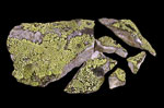 Image of map lichen