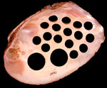 Image of mussel shell